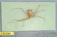藏品(長踦無毛蟹)的圖片